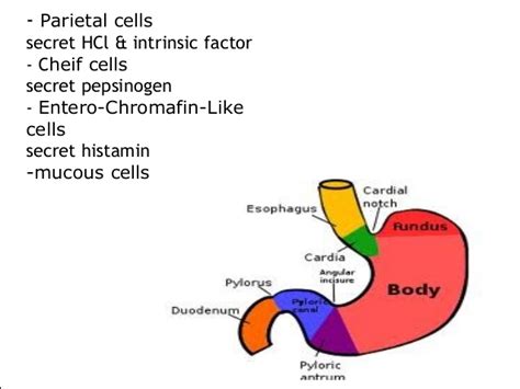Digestive System - Physiology