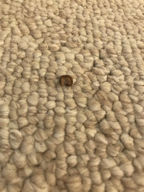 Small Worms In Carpet Brown Carpet Vidalondon
