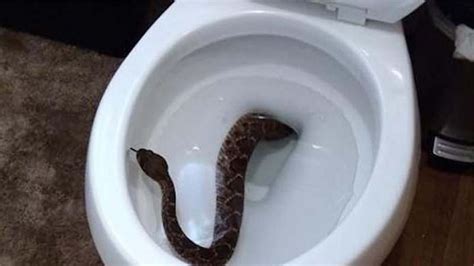As If This Weekend Wasnt Bad Enough Snakes May Pop In Your House To