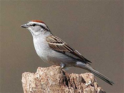 Birdforum is the net's largest birding community, dedicated to wild birds and birding, and is absolutely free! Crawfish and Hosp control - Airguns & Guns Forum
