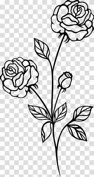 Black rose Black and white , botanical flowers transparent background