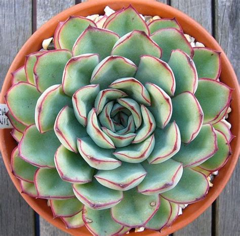 In the troposphere, how much does the temperature drop for each 100m rise in elevation? Spiky obsession: Name this plant.