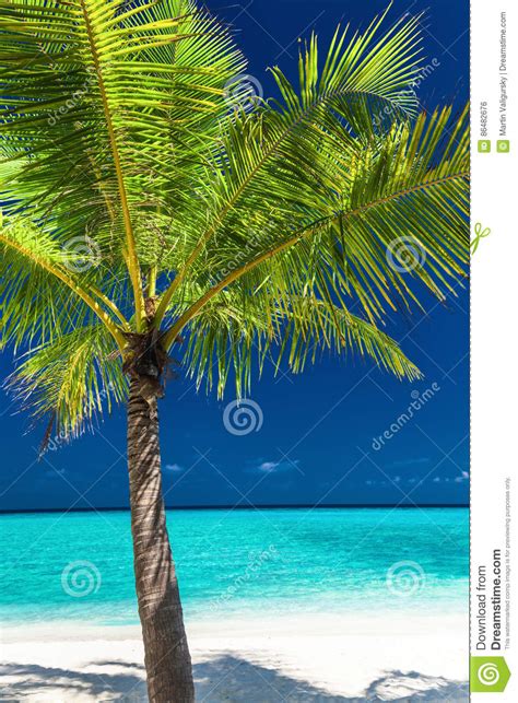 Single Coconut Palm Tree On A White Tropical Beach Stock