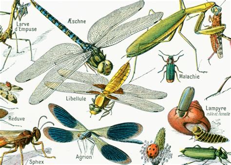 1930 Insectes Planche Illustrée Couleur Ancienne Originale Etsy France