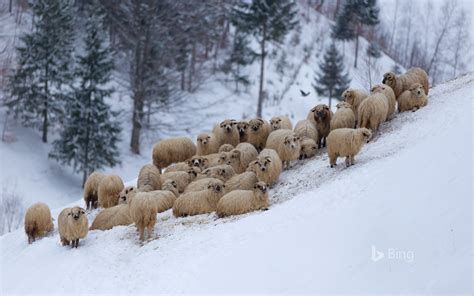 Animals, history, traveling and more. sheep australia - Bing Wallpaper (42982007) - Fanpop