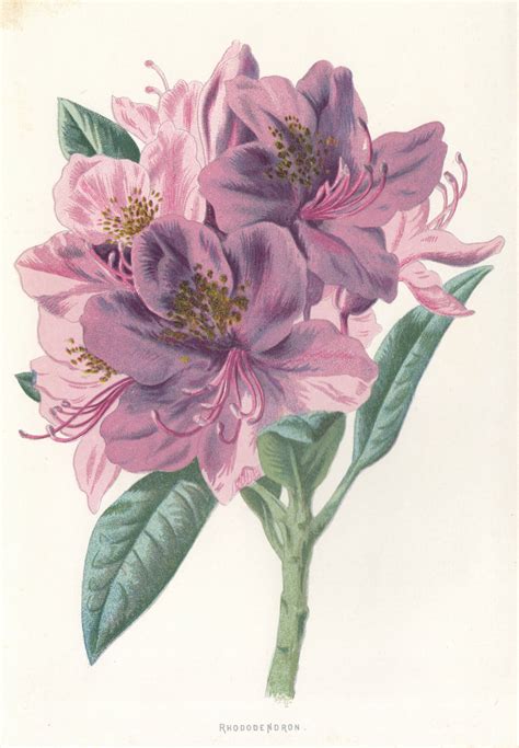 Rhododendron Flower Botanical Antique Lithograph Flower Art Etsy