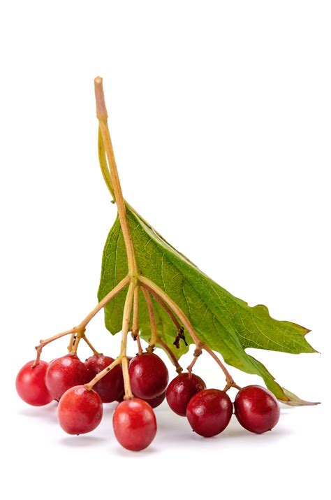 Berries Viburnum Plant Free Photo On Pixabay Pixabay
