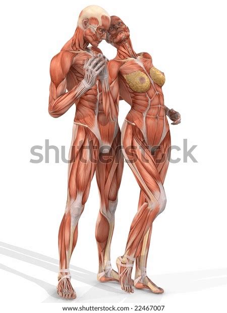 Female Male Anatomic Body Couple Stock Illustration Shutterstock