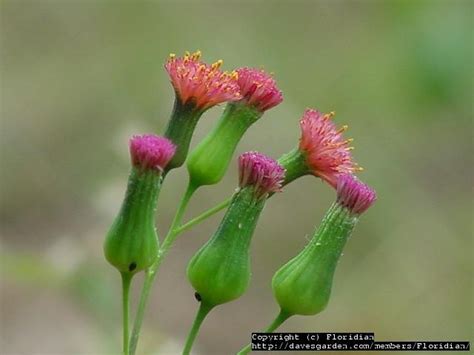 Red florida tassel flower / florida tassel flower. PlantFiles Pictures: Florida Tassel Flower, Florida ...