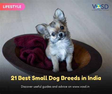 21 Best Small Dog Breeds In India Vosd