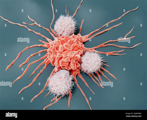 Cancer Cell Natural Killer Cell Hi Res Stock Photography And Images Alamy