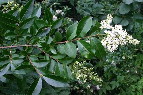 Ligustrum Vulgare