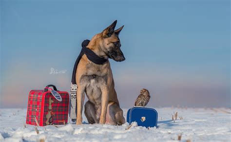 Photographer Captures The Touching Bond Between A Dog And An Owl