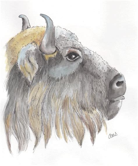 WDE May 16 Buffalo WetCanvas Online Living For Artists
