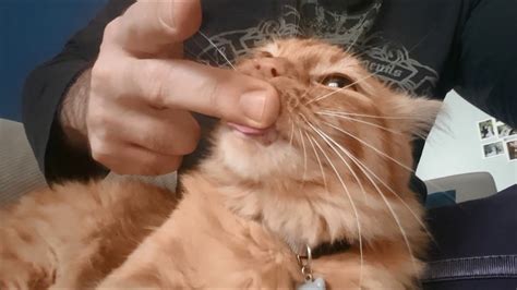Finger Sucking Cat Youtube