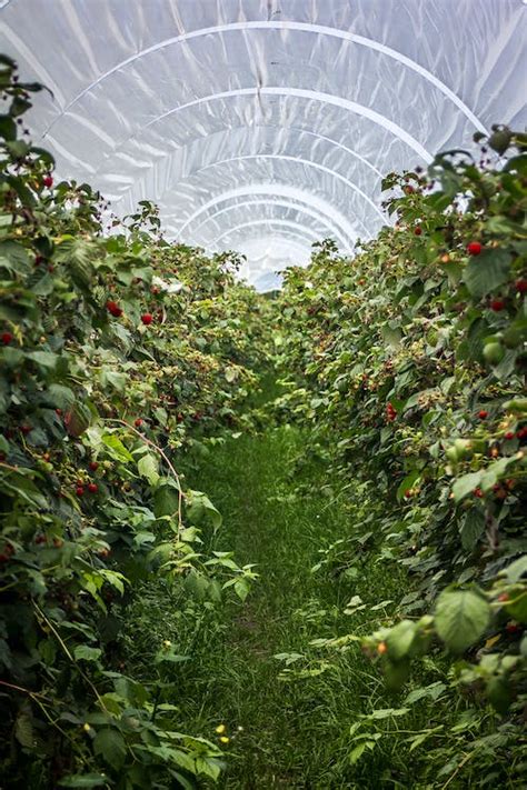 1000 Best Greenhouse Photos · 100 Free Download · Pexels Stock Photos