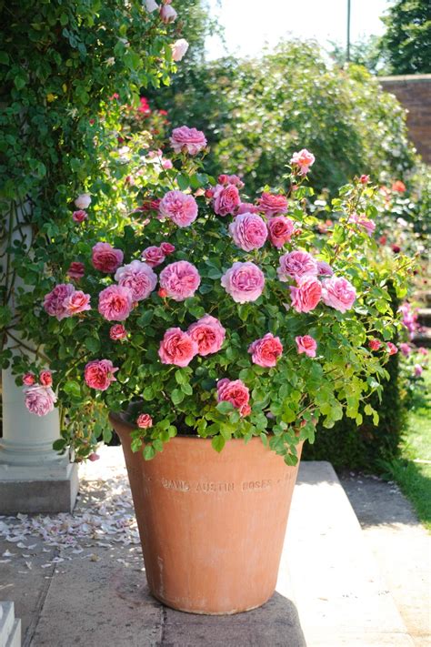 Imagine harvesting your own meyer lemons, bearss limes, and satsuma or calamondin oranges! How to Grow Patio Roses in Containers | HGTV