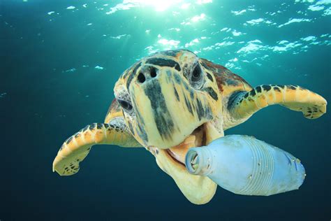 Transparent or uncoloured pet, blue and ^ what is pet? Point: Want Less Ocean Plastic Pollution? Make Less ...