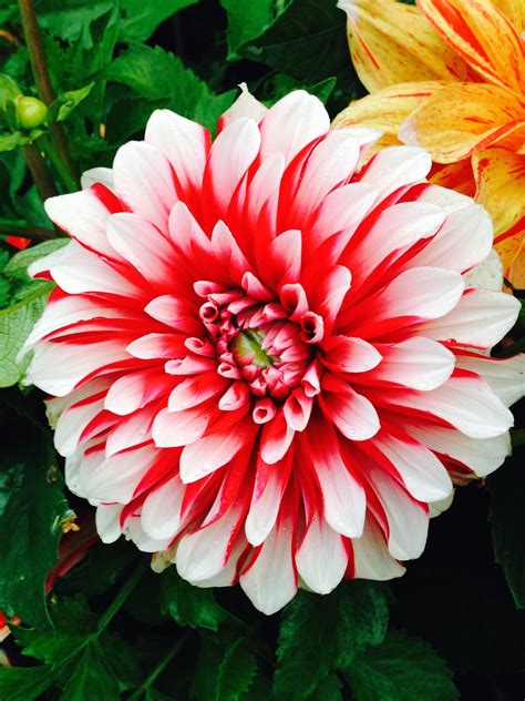Flower is the easiest way to show your feelings and emotions. Garden Therapy: Most Amazing Flower