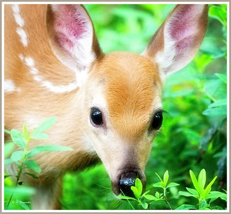 Whitetailed Deer Fawn Animal Portrait Photograph By A Macarthur
