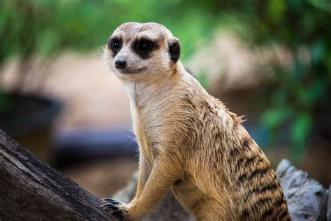 Meerkats Wild Animals News And Facts By World Animal