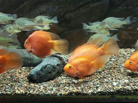 Buin zoo travelers' reviews, business hours, introduction, open hours. Visita al Buin Zoo Parte 2 — Steemit