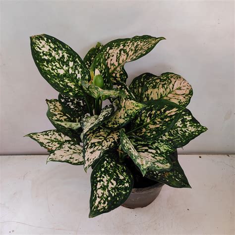 Aglaonema Ruby Orange Large Nurserybuy