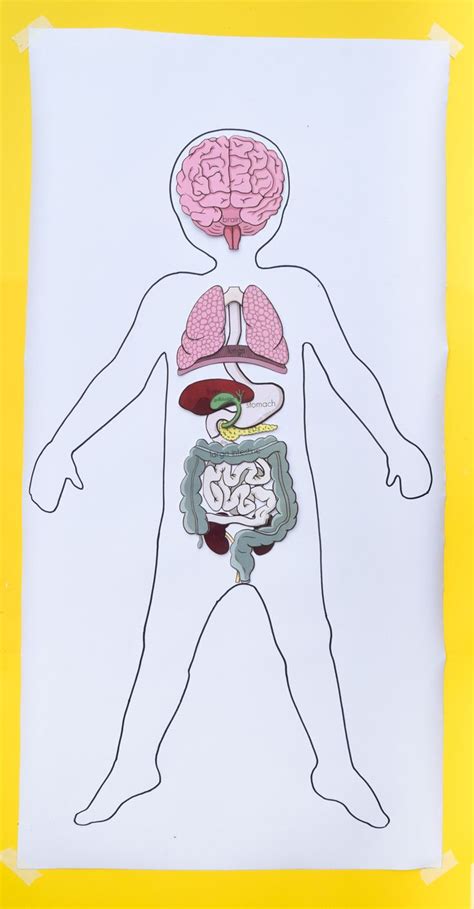 Free Printable Life Size Organs For Studying Human Body