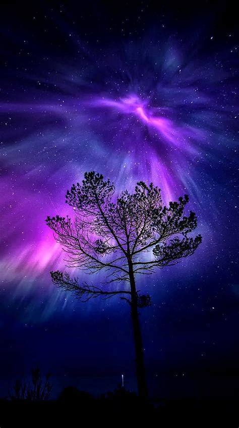 Magical Night Sky Starry Stars Tree Hd Phone Wallpaper Peakpx