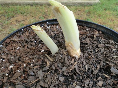 Daylilies Newbie Day Lily Help Please 1 By Ditchlily206