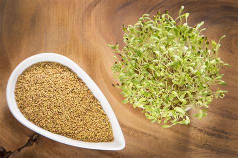 Alfalfa Sprouts How To Grow And Health Benefits Plantura