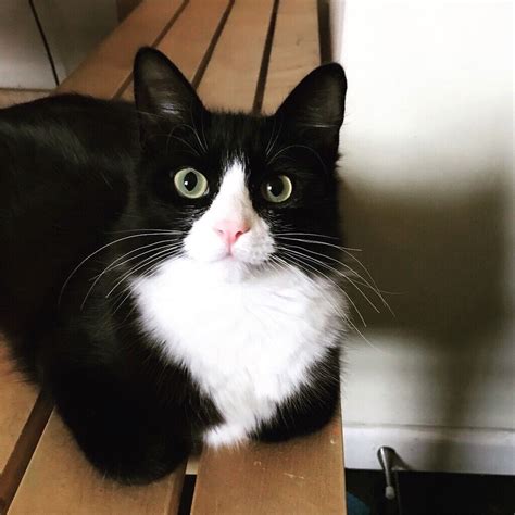 Albums 97 Pictures Show Me A Picture Of A Tuxedo Cat Superb