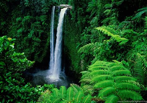 Rainbow Tropical Rainforest Waterfalls Hd Pict Wallpapers Desktop