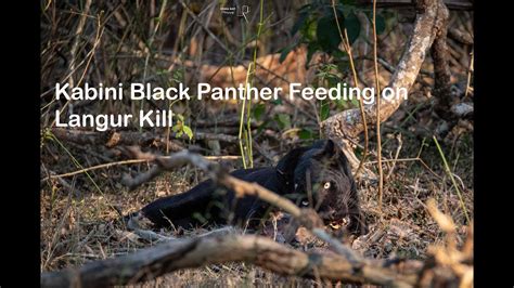 Kabini Black Panther Feeding On Langur Kill Youtube