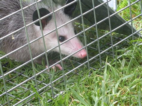 They can drop skulls (a rare dropping) or their paws. Rats under shed in garden | Jurra shed