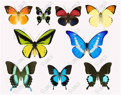 蝶 標本 昆虫 極彩色 | ストックフォト | アールクリエーション