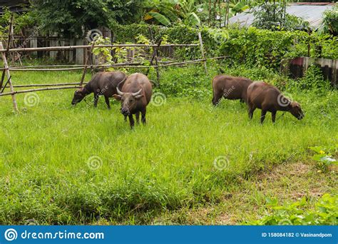 Is buffalo grass a good lawn grass? Group Of Water-buffalo Eating Grass In The Garden Stock Photo - Image of thai, food: 158084182