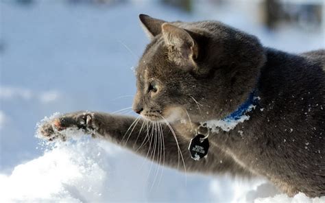 44 Cats In Snow Wallpapers Wallpapersafari