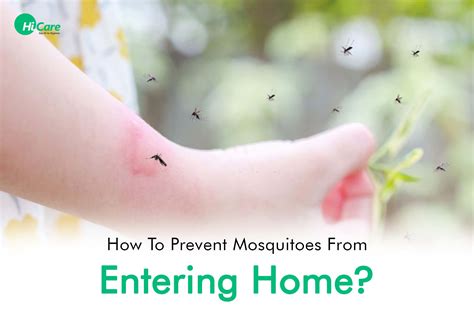 How To Prevent Mosquitoes From Entering Home Hicare