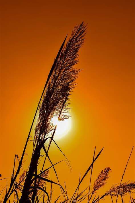 Hd Wallpaper Reeds Sun Sunset Shadows Silhouettes Nature