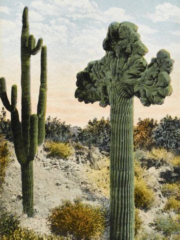 Cactus, by christina haglid, is a painstakingly detailed watercolor of a saguaro cactus on panel. Two Species of Giant Cactus - California, United States ...