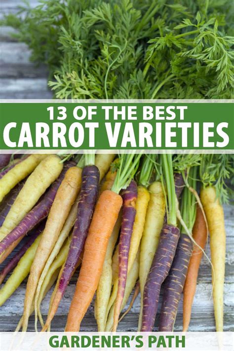 13 Of The Best Carrot Varieties To Grow At Home Gardeners Path