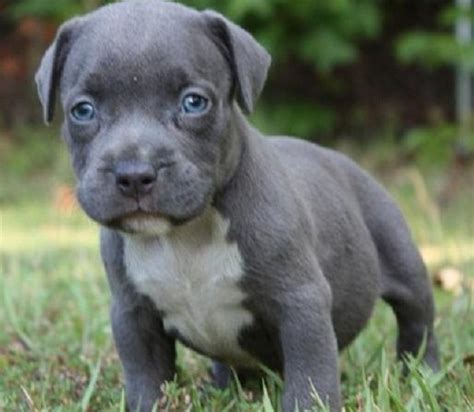 Grey Pitbull Puppy With Blue Eyes Pitbull Puppies