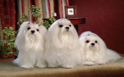 20 Cool Facts About The Maltese Breed Maltese Breed Maltese Dogs