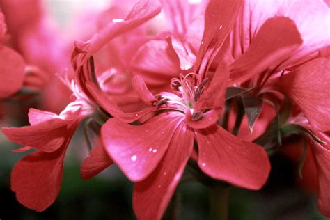 Donates money to breast cancer research. Pretty In Pink Flowers Free Stock Photo - Public Domain ...