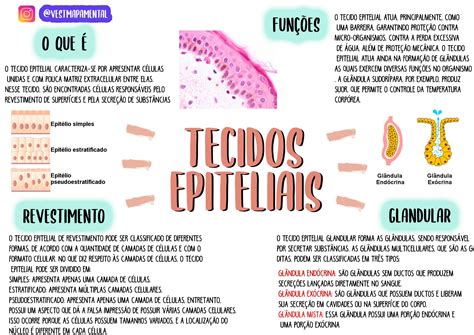 Mapa Mental Do Tecido Epitelial