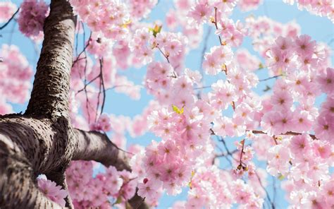 2560x1440 Wallpaper Pink Cherry Blossom Tree Peakpx