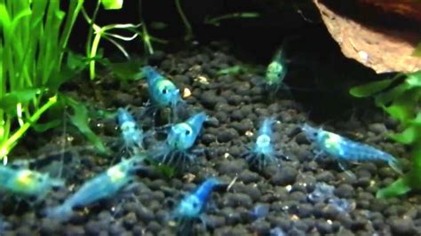 Blue Jelly By Shrimp Toast Youtube