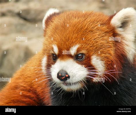 Red Panda Face Stock Photo Alamy