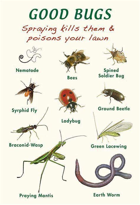 List Of Good Bugs Garden Bugs Garden Insects Garden Pests Garden